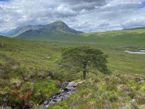 Lone Scots pine